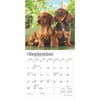 image Dachshund Puppies 2025 Mini Wall Calendar Third Alternate Image width=&quot;1000&quot; height=&quot;1000&quot;