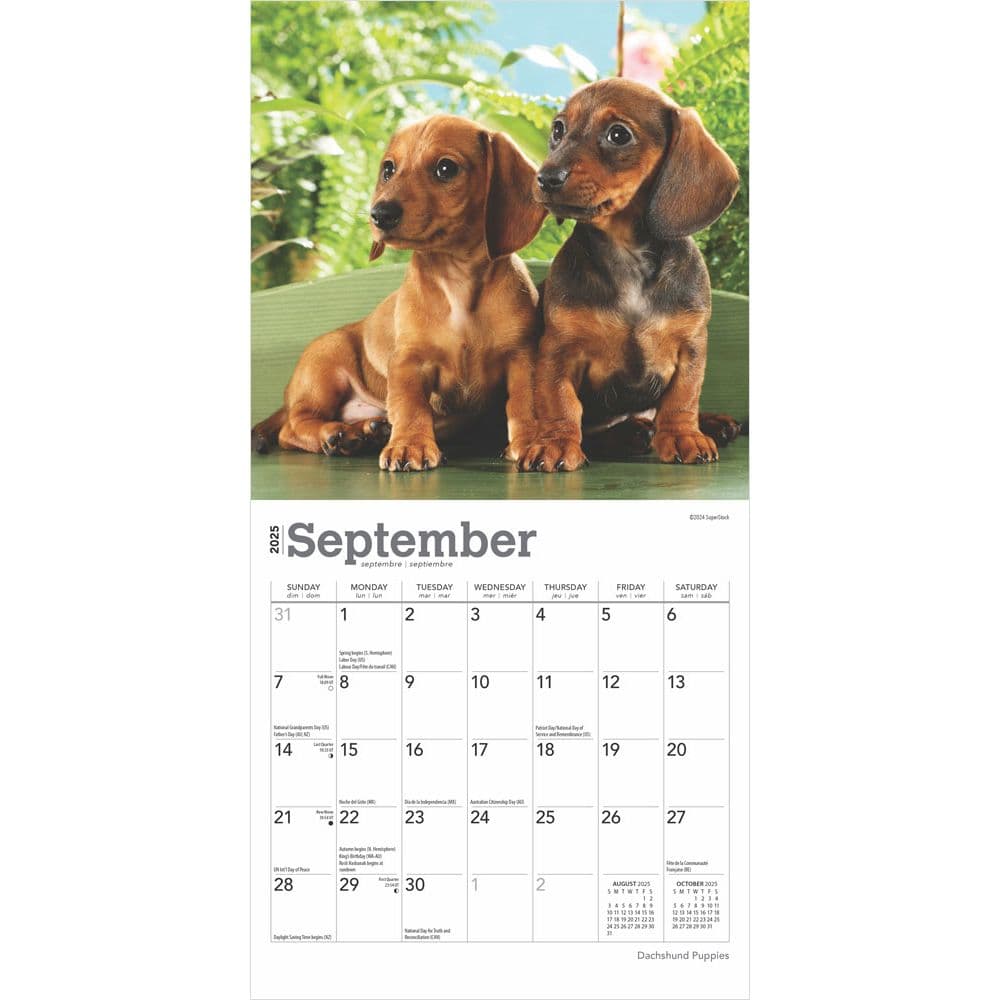 Dachshund Puppies 2025 Mini Wall Calendar