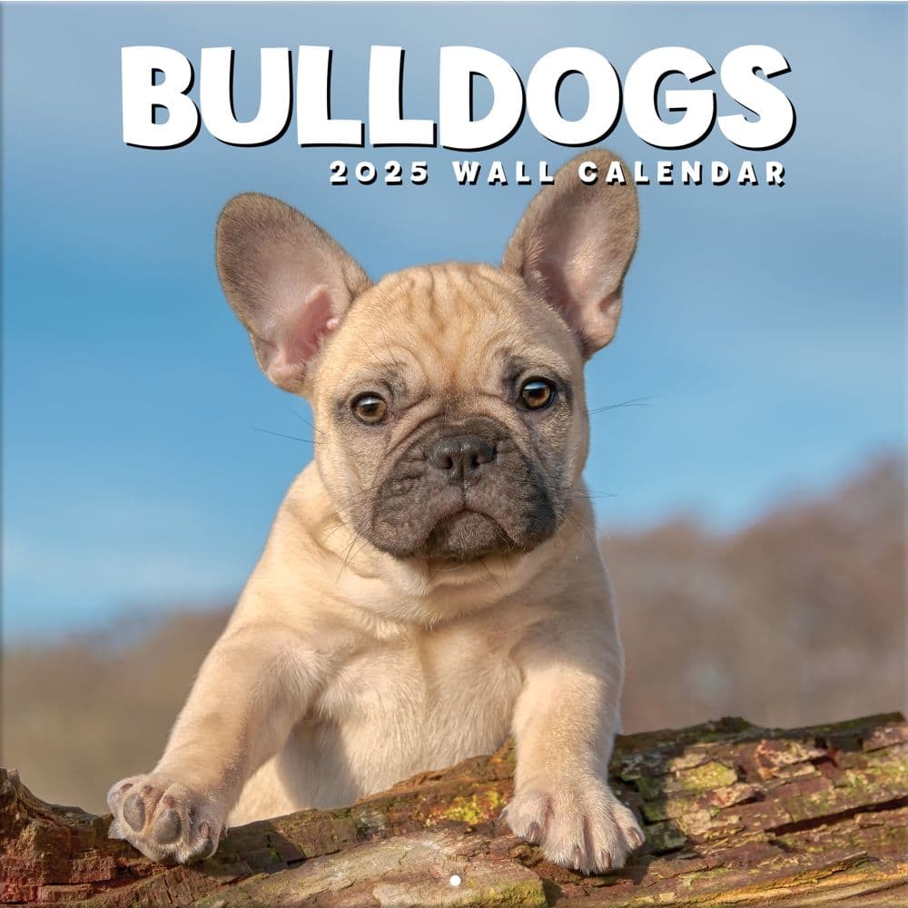 Bulldogs 2025 Wall Calendar