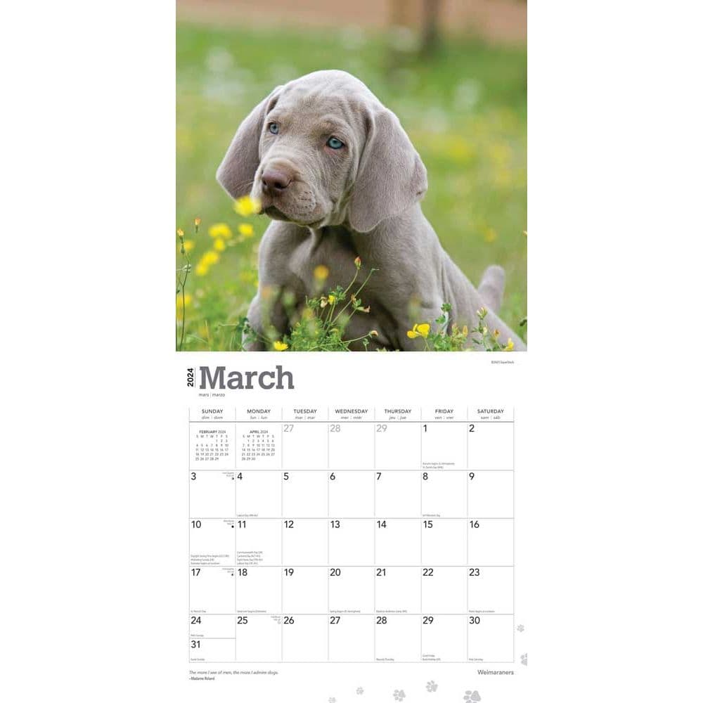 Weimaraners 2024 Wall Calendar