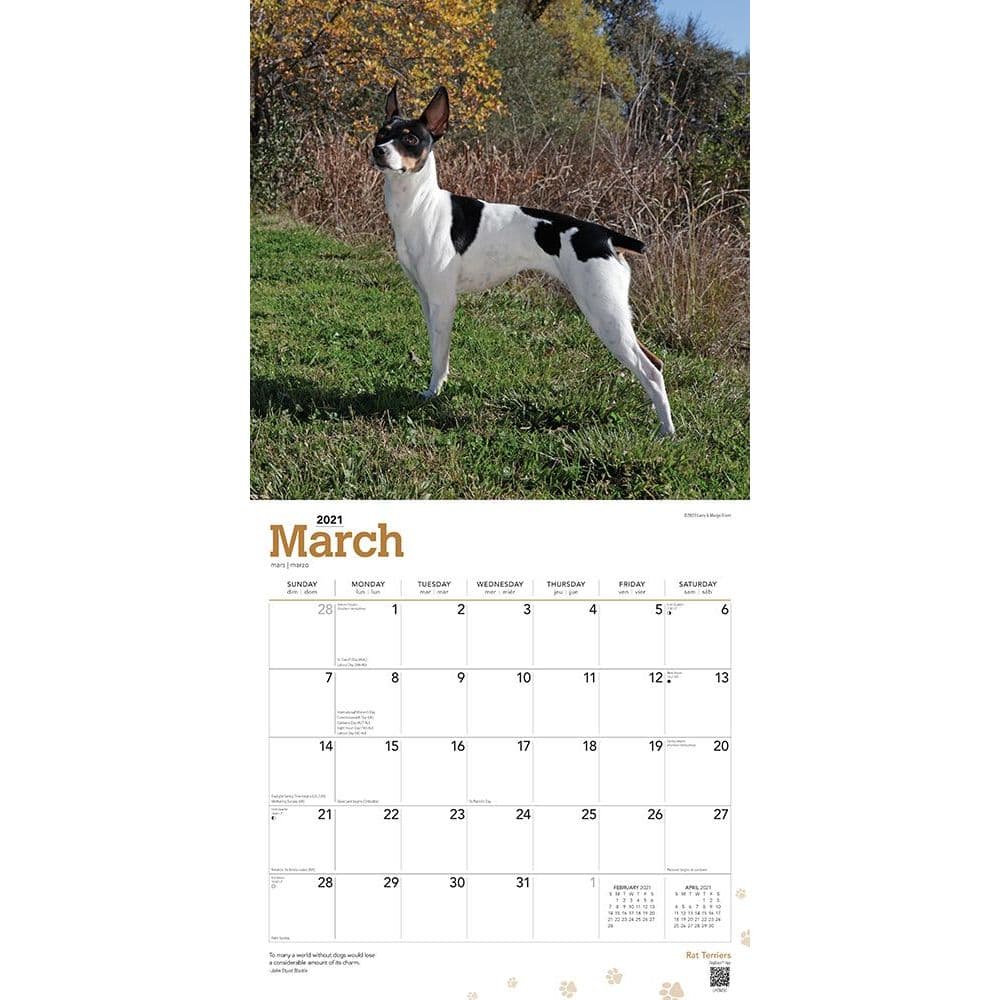 Rat Terriers Wall Calendar