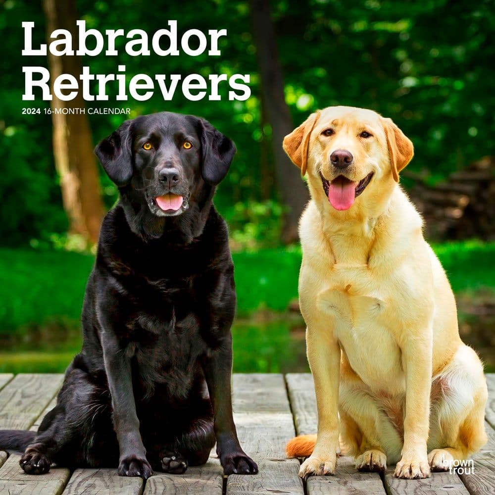 Labrador Retriever 2024 Wall Calendar Main Image
