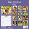 image Dogue de Bordeaux 2027 Wall Calendar