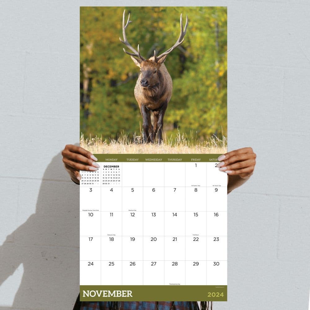 Deer 2024 Wall Calendar