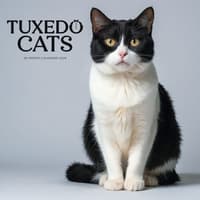image Tuxedo Cats 2026 Wall Calendar Main Image