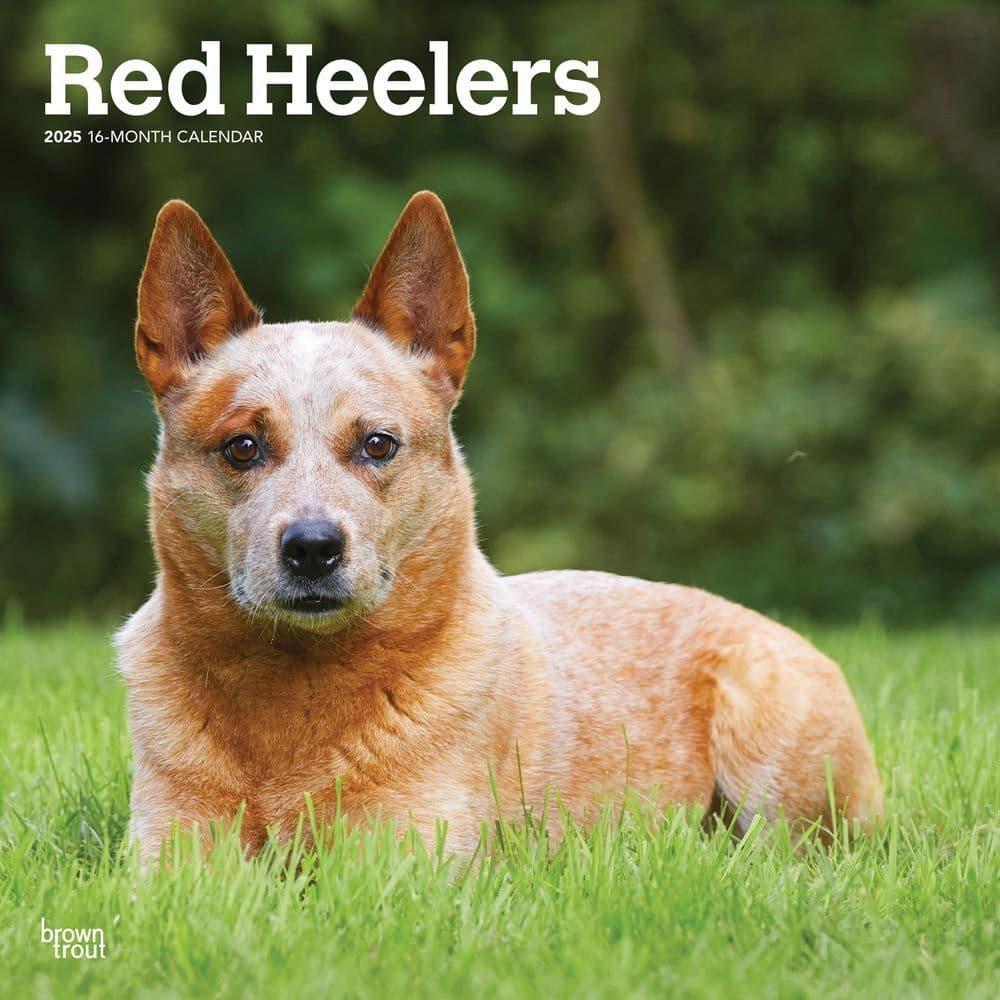 Red Heelers 2025 Wall Calendar