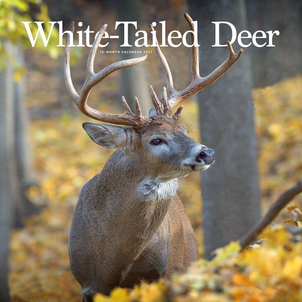 White Tailed Deer Wall Calendar