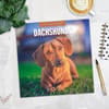 image Dachshunds 2027 Wall Calendar Fourth Alternate Image
