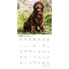 image Newfoundlands 2026 Wall Calendar Second Alternate Image