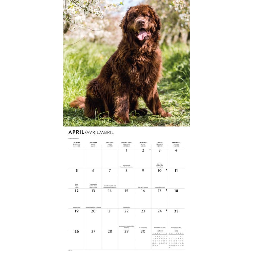 Newfoundlands 2026 Wall Calendar Second Alternate Image