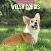 image Welsh Corgis 2026 Wall Calendar Main Product Image