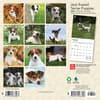 image Jack Russell Terrier Puppies 2024 Mini Wall Calendar First Alternate Image width=&quot;1000&quot; height=&quot;1000&quot;