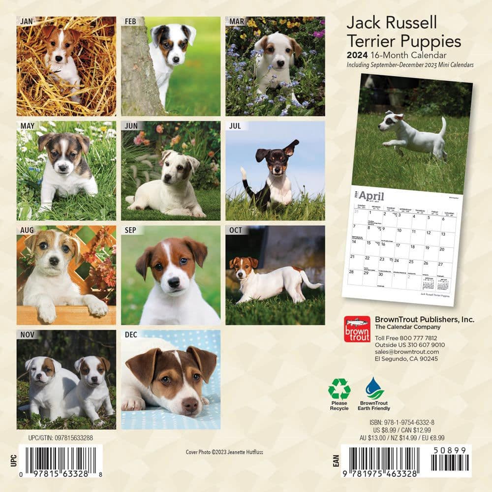 Jack Russell Terrier Puppies 2024 Mini Wall Calendar First Alternate Image width=&quot;1000&quot; height=&quot;1000&quot;