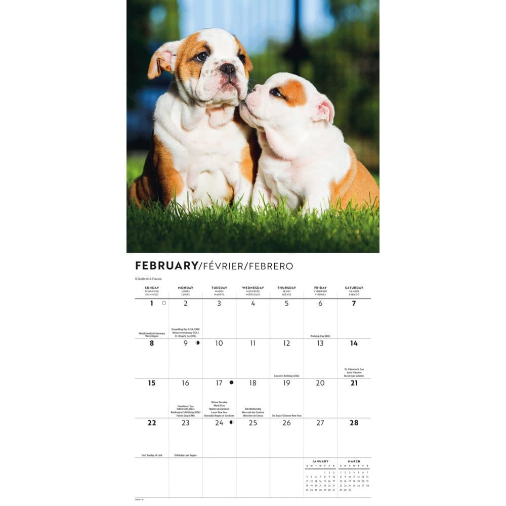 Bulldog Puppies 2026 Mini Wall Calendar Second Alternate Image