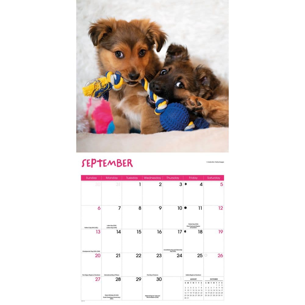 Playful Puppies 2026 Wall Calendar Third Alternate Image
