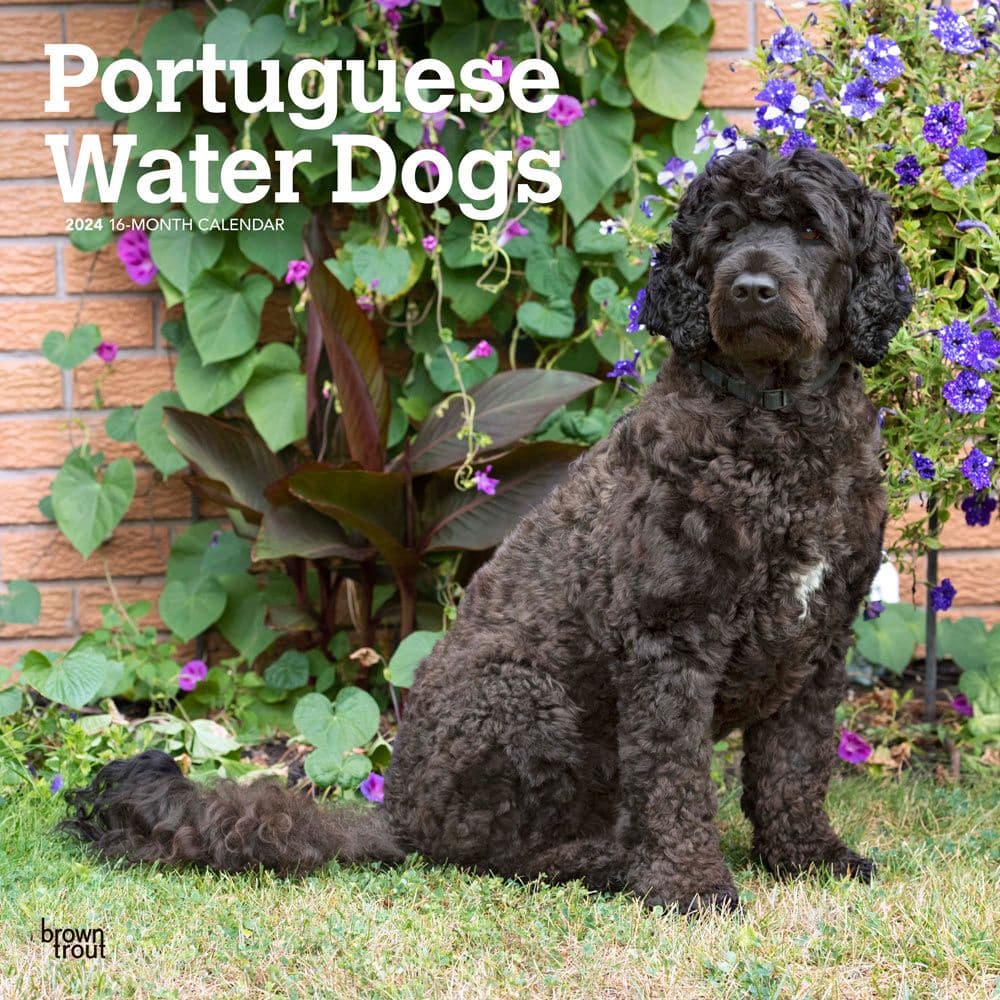Portuguese Water Dogs 2024 Wall Calendar Main Product Image width=&quot;1000&quot; height=&quot;1000&quot;
