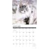 image Just Maine Coon Cats 2024 Wall Calendar Alternate Image 2