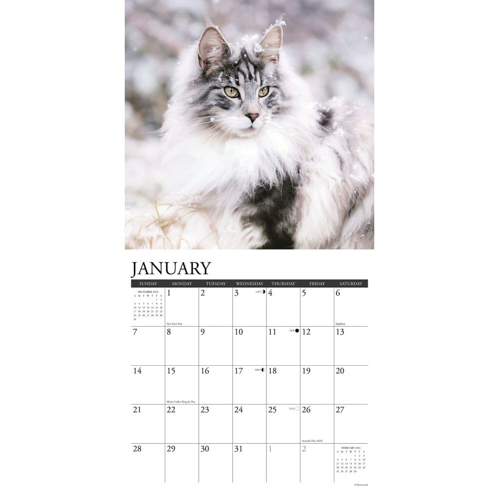 Just Maine Coon Cats 2024 Wall Calendar Alternate Image 2