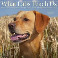 image What Labs Teach Us 2026 Wall Calendar Main Image
