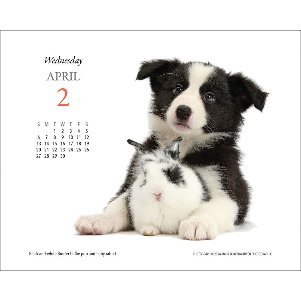 Puppies and Friends 2025 Desk Calendar Third Alternate Image width="1000" height="1000"