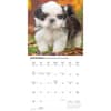 image Shih Tzu Puppies 2026 Wall Calendar Fourth Alternate Image