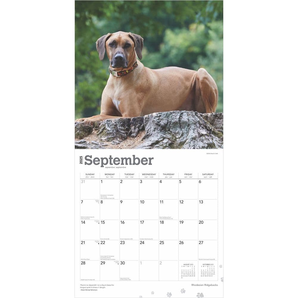 Rhodesian Ridgebacks 2025 Wall Calendar Third Alternate Image width=&quot;1000&quot; height=&quot;1000&quot;