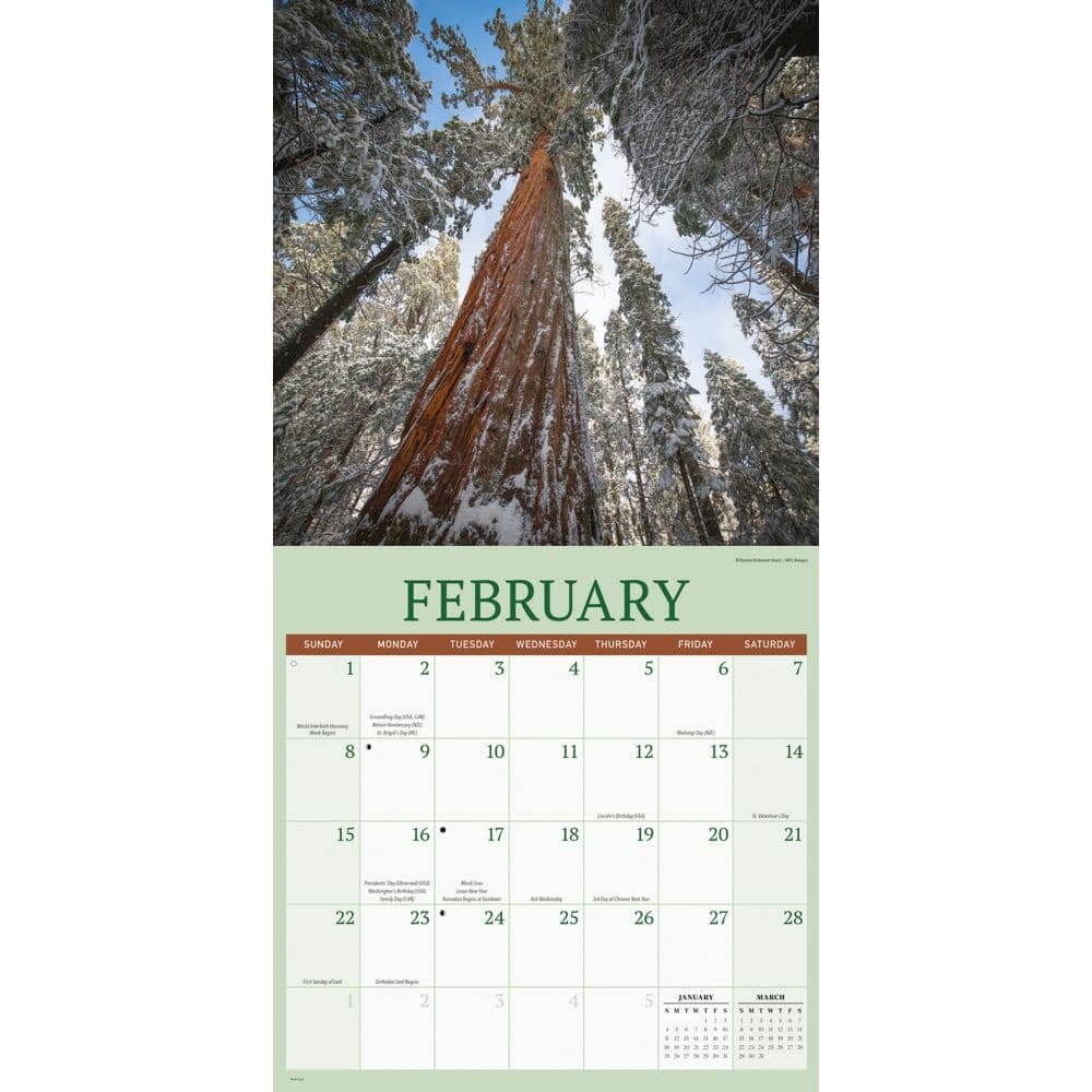 Redwood Forest 2026 Wall Calendar Second Alternate Image