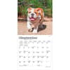 image Bulldog Puppies 2027 Mini Wall Calendar Third Alternate Image