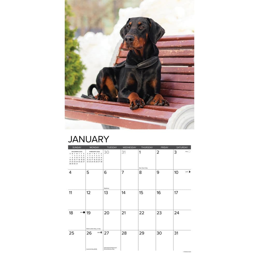 Just Dobermans 2026 Wall Calendar Second Alternate Image