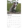 image Staff Bull Terrier Puppies 2025 Wall Calendar