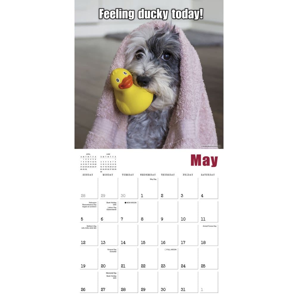 Mutt Memes 2024 Wall Calendar Alternate Image 2
