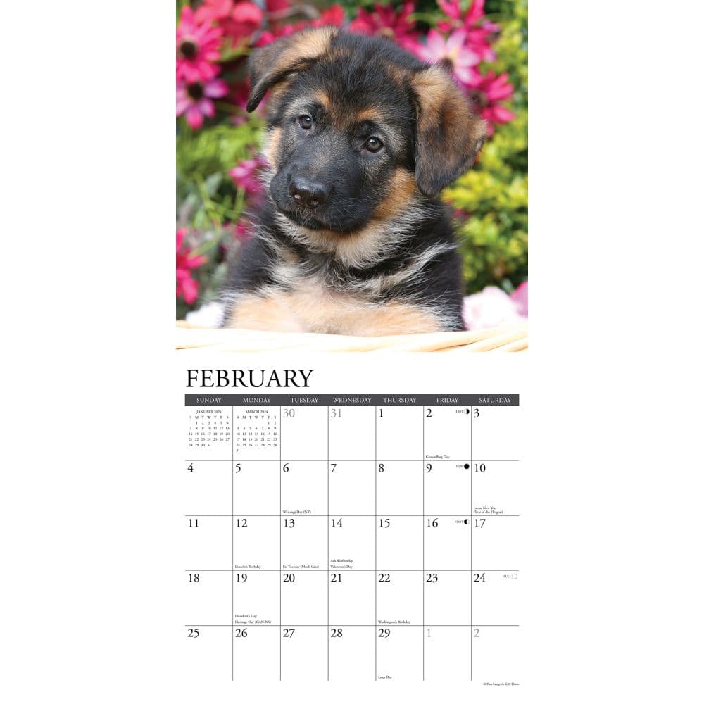 Just German Shepherd Puppies 2024 Wall Calendar