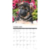 image Just German Shepherd Puppies 2024 Wall Calendar Alternate Image 2