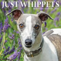 image Whippets 2026 Wall Calendar Main Image