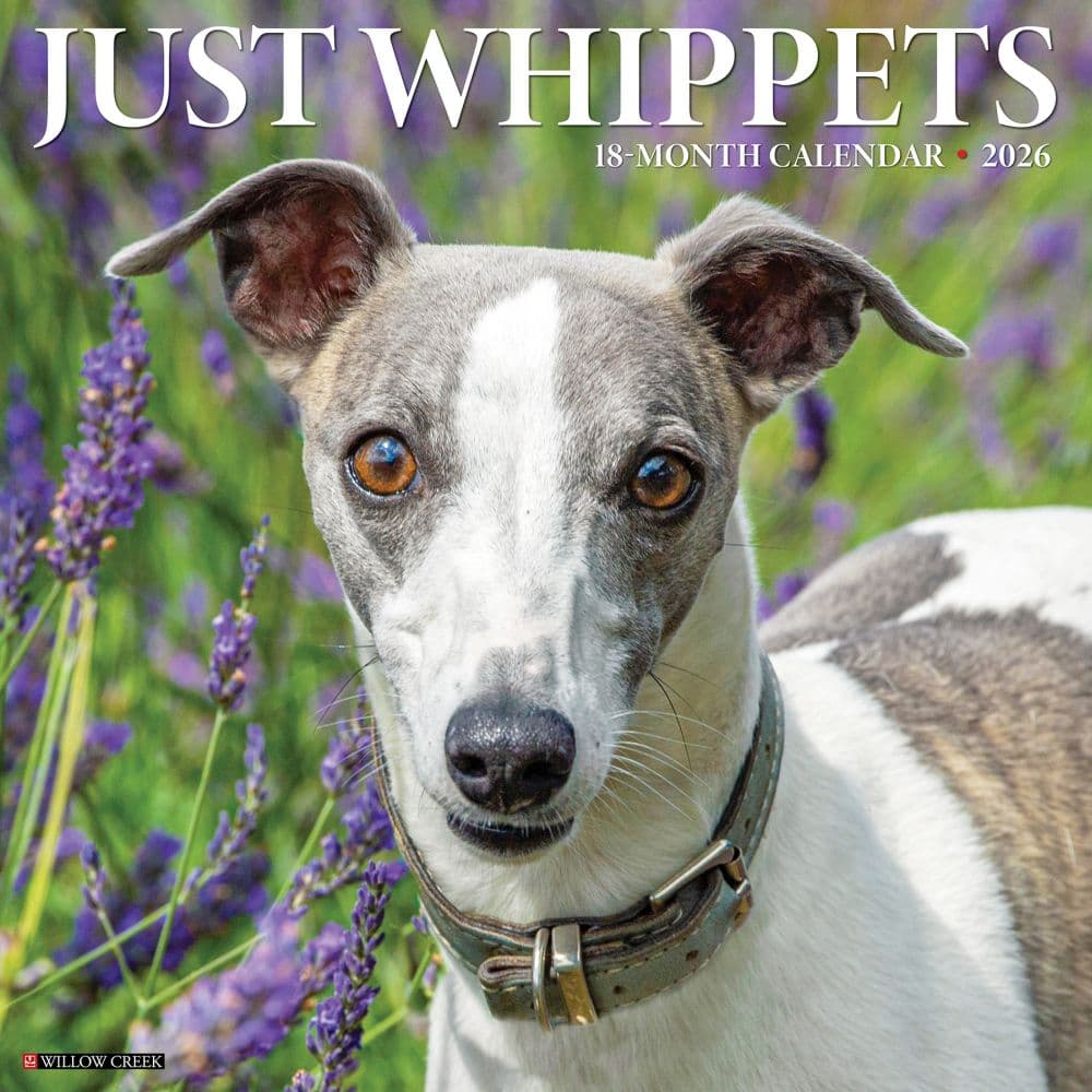 Whippets 2026 Wall Calendar Main Image