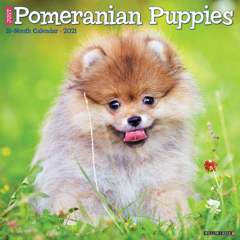 2022 Pomeranian Puppy Calendar - December Calendar 2022