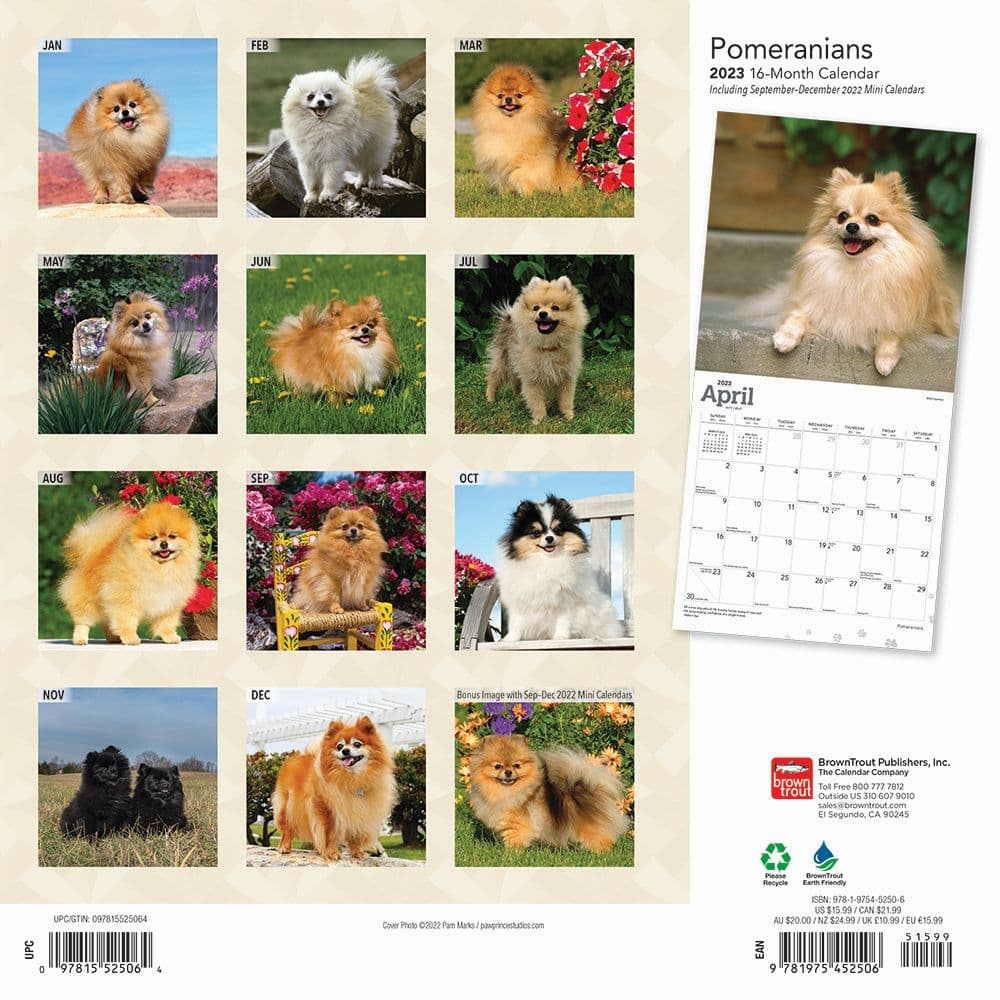 Pomeranians 2023 Wall Calendar - Calendars.com