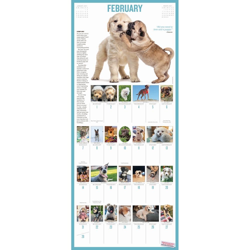 365 Puppies-A-Year Picture-A-Day 2027 Wall Calendar Second Alternate Image