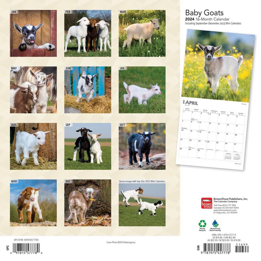 Baby Goats 2024 Wall Calendar - Calendars.com