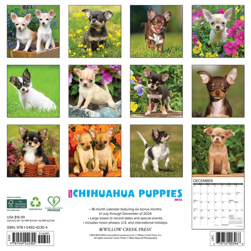 Just Chihuahua Puppies 2025 Wall Calendar First Alternate Image width=&quot;1000&quot; height=&quot;1000&quot;