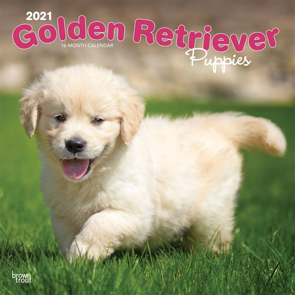 Golden Retriever Puppies Wall Calendar Calendars