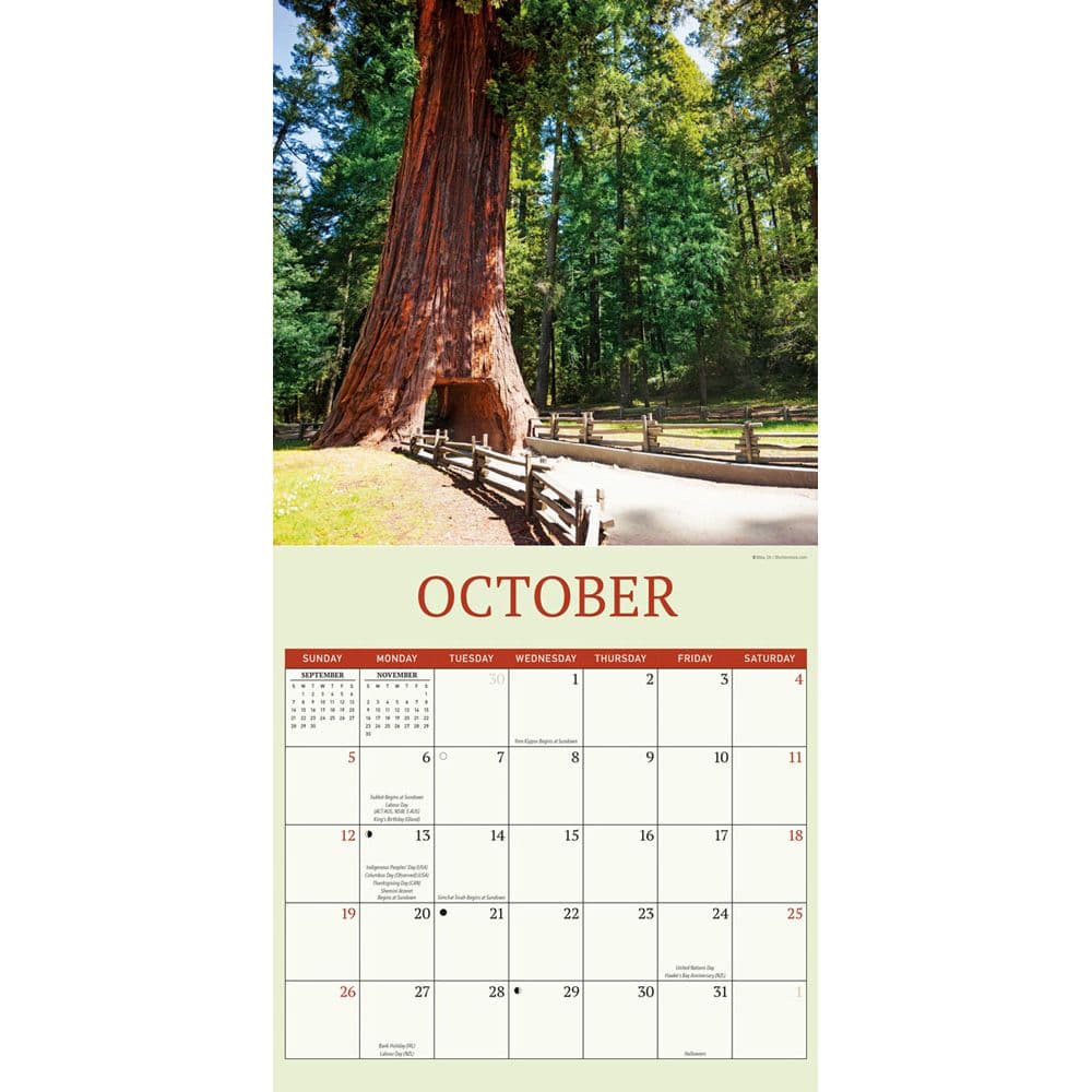 Redwood Forest 2025 Wall Calendar Fourth Alternate Image width="1000" height="1000"