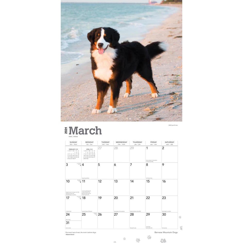 Bernese Mountain Dogs 2024 Wall Calendar