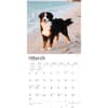 image Bernese Mountain Dogs 2024 Wall Calendar Second Alternate Image width=&quot;1000&quot; height=&quot;1000&quot;