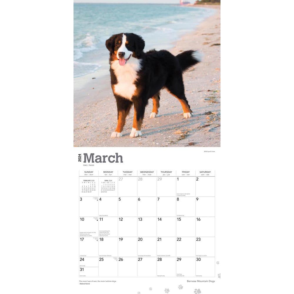 Bernese Mountain Dogs 2024 Wall Calendar Second Alternate Image width=&quot;1000&quot; height=&quot;1000&quot;