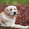 image Dogs Cartoon 2026 Wall Calendar Main Product Image