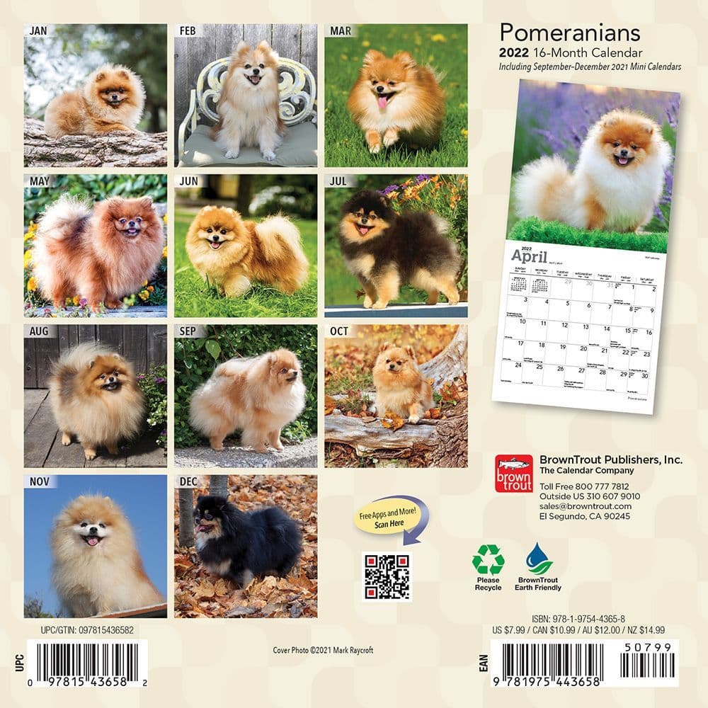 Pomeranian 2022 Mini Wall Calendar - Calendars.com