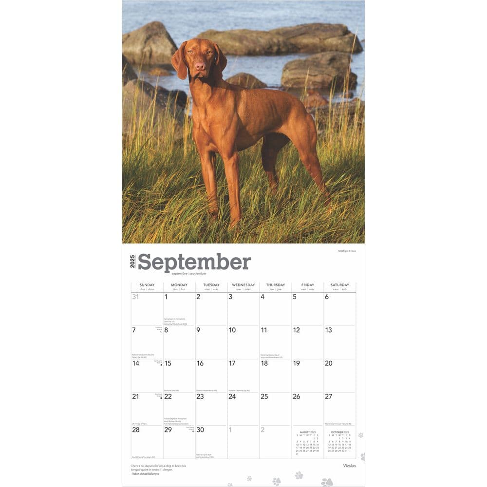 Vizslas 2025 Wall Calendar Third Alternate Image width=&quot;1000&quot; height=&quot;1000&quot;