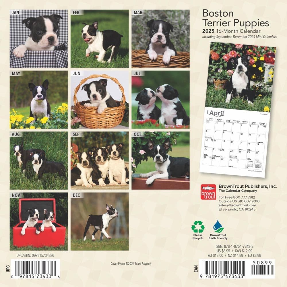 Boston Terrier Puppies 2025 Mini Wall Calendar First Alternate Image width=&quot;1000&quot; height=&quot;1000&quot;