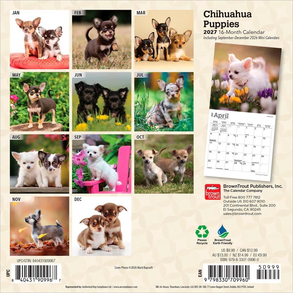 Chihuahua Puppies 2027 Mini Wall Calendar First Alternate Image